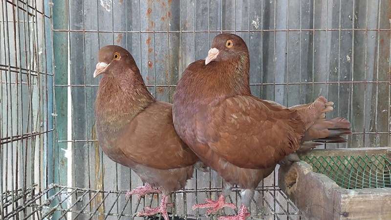 Bí quyết cách nuôi Bồ Câu Gà đẻ trứng liên tục không nghỉ