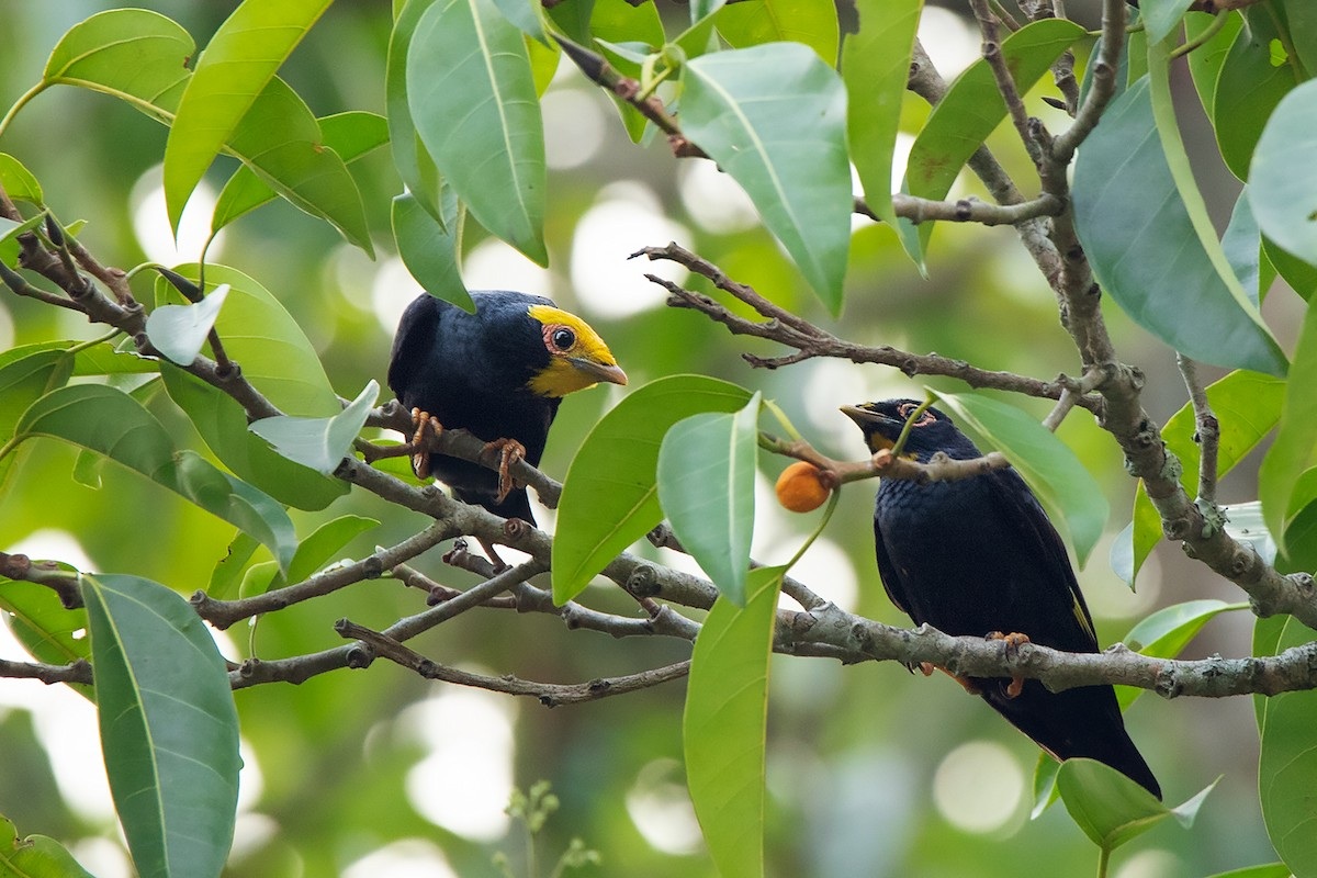 Điểm danh các loài chim Sáo ở Việt Nam đẹp và khôn nhất