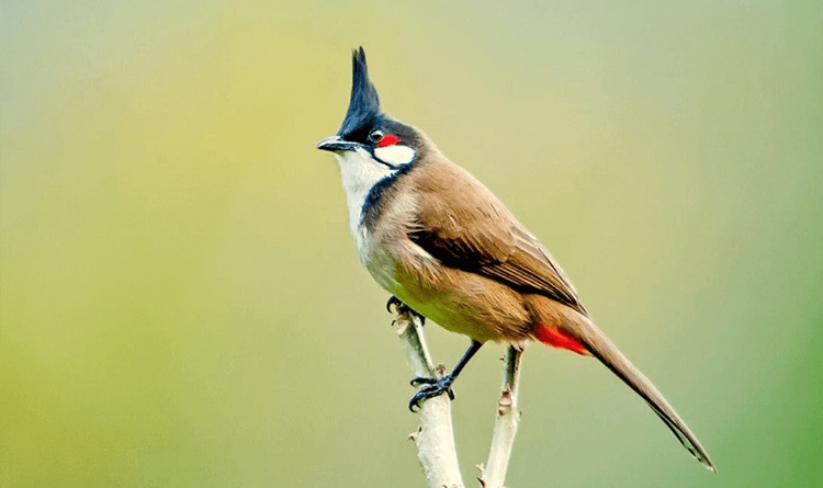 Cách nuôi chim Chào Mào thay lông đẹp và nhanh hồi phục