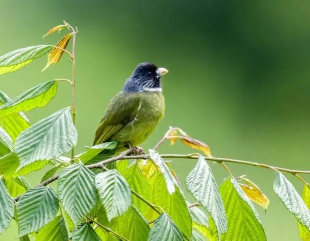 Chào Mào Khoang Cổ đặc điểm ngoại hình và tập tính nổi bật