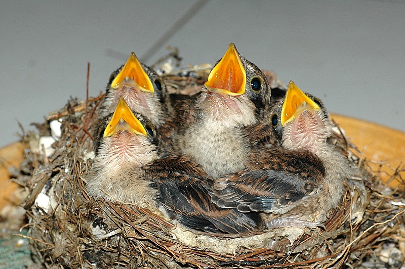 Cách cứu chim non bị rơi khỏi tổ giúp chim sống sót