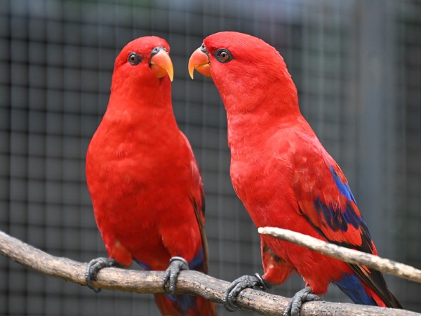 Vẹt Lory đỏ: Tất tần tật cách nuôi và chăm sóc hiệu quả