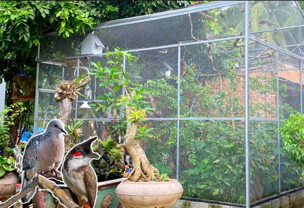 Các loài chim nuôi chung trong Aviary đẹp và dễ nuôi