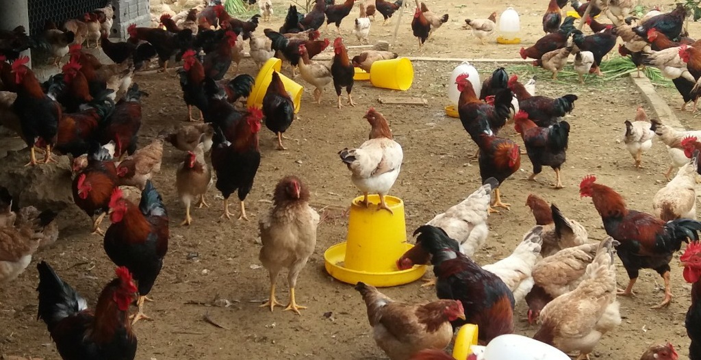 Cách phòng và trị bệnh ở gà, ngan, vịt hiệu quả