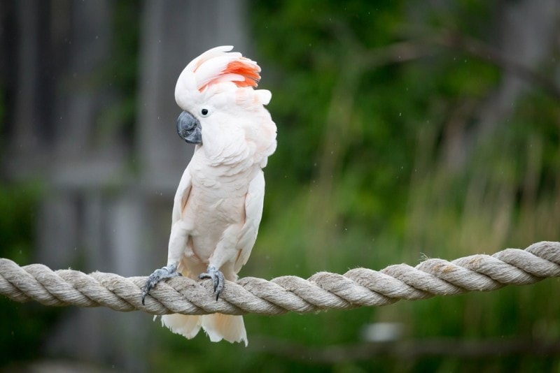 Vẹt Moluccan Cockatoo và những trò quậy phá đáng yêu